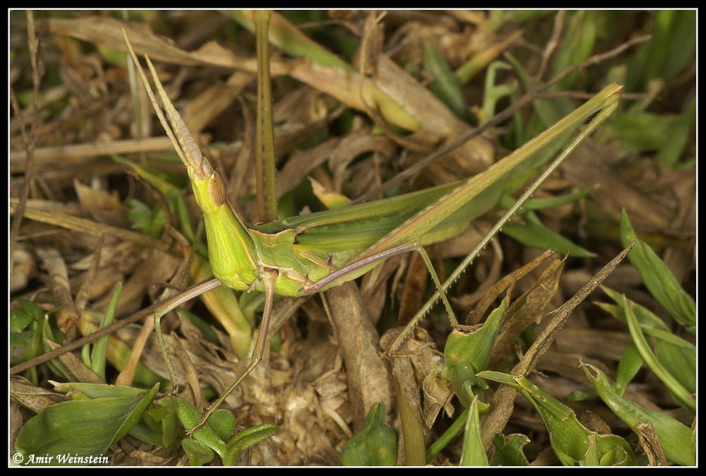 Orthoptera   d''Israele  - Acridinae for ID